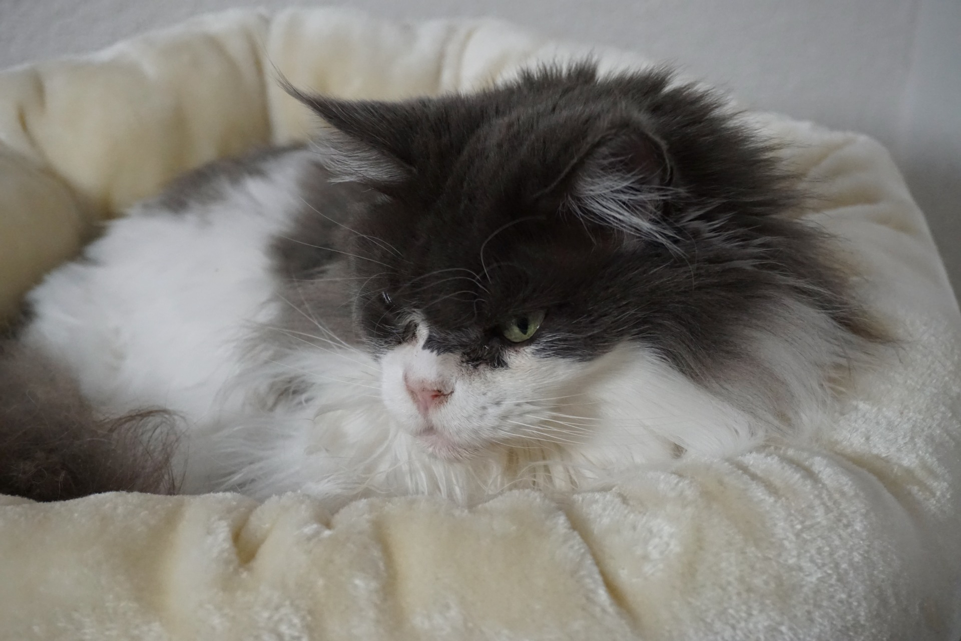 Galerie :: Cattery of Red Diamond Coon