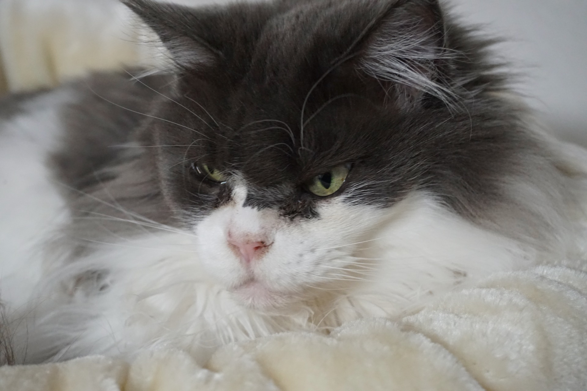Galerie :: Cattery of Red Diamond Coon